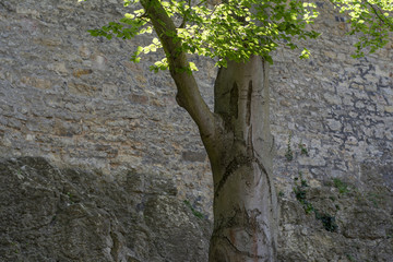 A tree with a natural sad expression