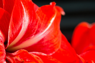 Red flower close-up