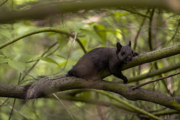 Obraz premium Black squirrel is tired and lying on the branch of tree in the forest