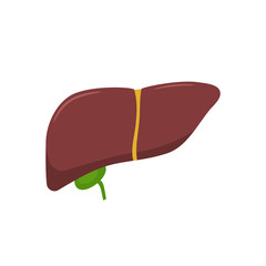 Liver.  Vector. Flat design. 