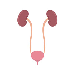 Kidneys and bladder. Vector. Flat design. 