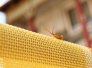 Insect with long feelers on sunbed in the garden. Pentatomidae. Antenna. Macro picture. 