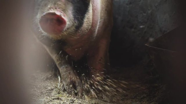 The big pig in the pigsty rises from the floor and begins to chew