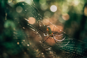 poisonous spider in a web in the jungle