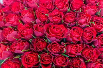 an armful of red, fresh roses in a bouquet