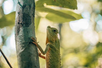 green chameleon in the jungle