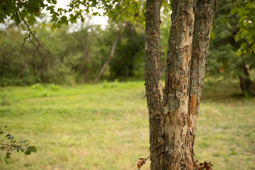 tree with moss on roots in a green forest or moss on tree trunk. Tree bark with green moss. Azerbaijan nature.