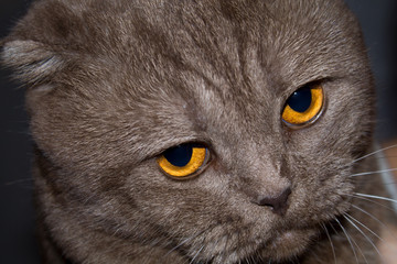 Portrait of a Scottish Folded Cat. The cat has sad yellow eyes