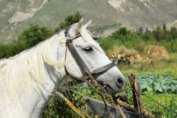 White horse in Caucasus Mountains