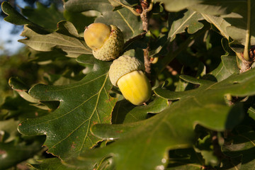 Oak Leaves of Acorns