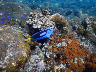 Paletten Doktorfisch Tulamben Bali Indonesien