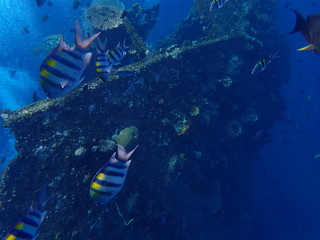 Schnorcheln an der USAT Liberty Tulamben Bali Indonesien