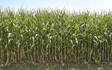 Farm of corn in Europe