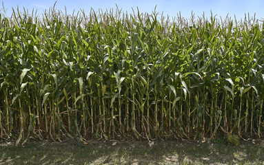 Obraz premium Farm of corn in Europe