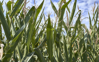 Farm of corn in Europe
