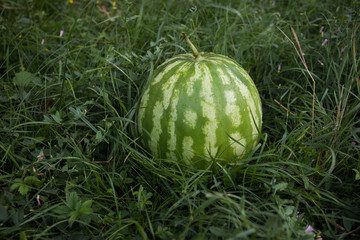 Green watermelon on grass or growing watermelon in garden.