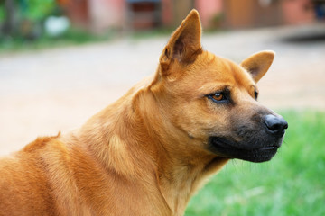 Young Thai Ridgeback dog, Brown - Red hair, Looking somewhere outdoor