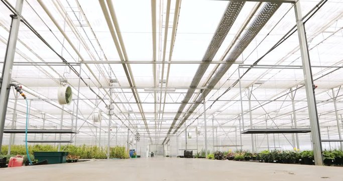 inside modern greenhouse. Fresh organic lettuce growing in a greenhouse