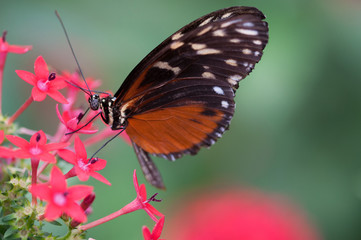 Fototapeta na wymiar insecte papillon helconius hecale seul en été sur une fleur rouge en gros plan sur fonds vert
