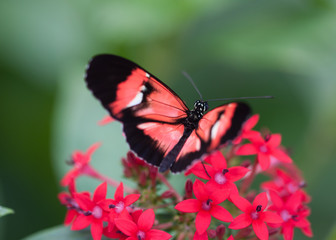 Fototapeta na wymiar insecte papillon heliconius melpomene noir et rouge seul sur une fleur rouge de dos en gros plan en couleur