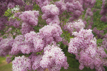 Fototapeta premium A gentle pink on a blurred background. 
