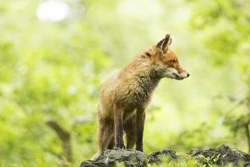 Fox