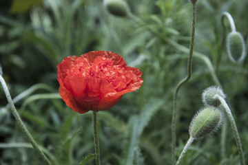 Red poppy and a lot of poppy buds in the green grass background. Red flower on a green background.