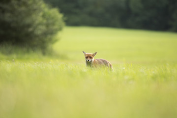 Fox