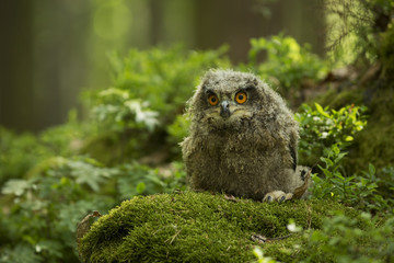 Little Owl