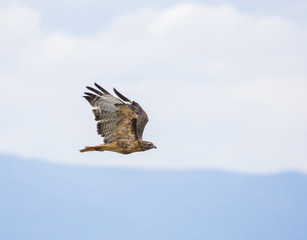 Obraz premium Photo of majestic hawk in flight, Colorado, 2018