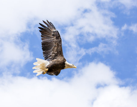 A bald eagle soaring in a blue sky , Colorado - summer, 2018