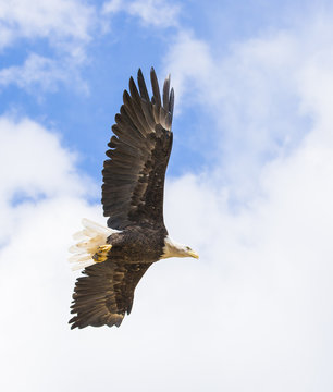 A bald eagle soaring in a blue sky , Colorado - summer, 2018