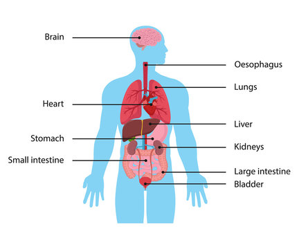 Internal organs . Human. Vector. 