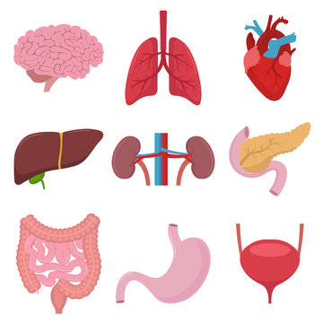 Internal Organs Set. Vector. Flat Design.