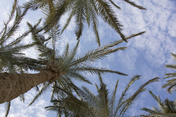palma
