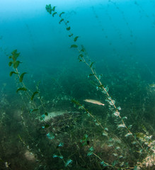 Young pike at the lake Attersee