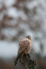 Kestrel