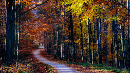Landscape view of autumn forest colorful foliage and road