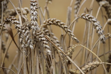 Ähren in voller Blüte