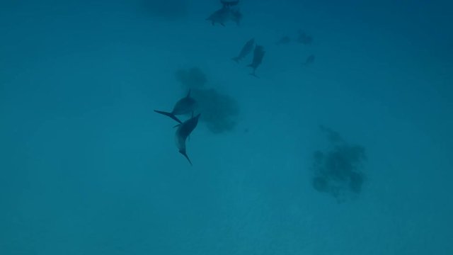 Courting dolphins in the mating season (Spinner Dolphin, Stenella longirostris), Underwater shot, 4K / 60fps
