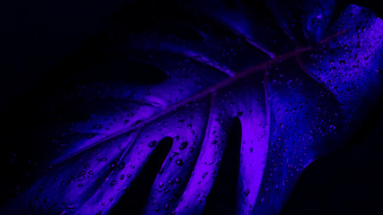Tropical leaves, neon light, dark background, close-up
