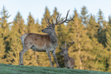 Cerf élaphe dans une clairière