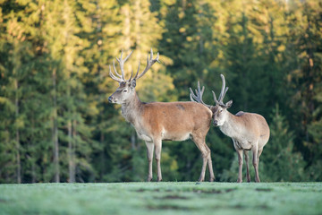 Cerf élaphe dans une clairière