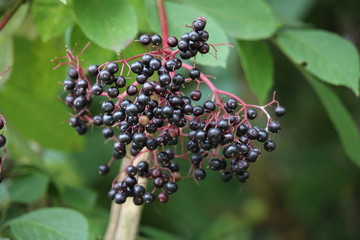 Holunderbeeren