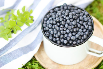 Fresh organic wild blueberries in old retro cup,  green grass, summer harvest, healthy food