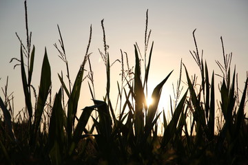 Soir&eacute;e dans les champs