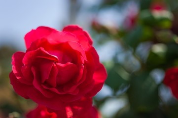 Red rose on the branch in the garden