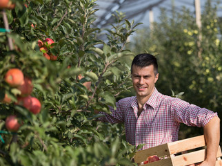 Farmer harvesting apples in orchard
