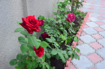 yard