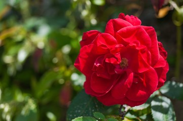 Fototapeta premium Red rose on the branch in the garden